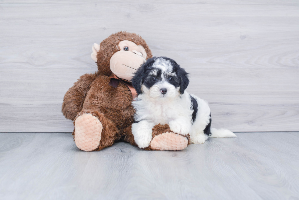 Hypoallergenic Mini Berniedoodle Poodle Mix Puppy