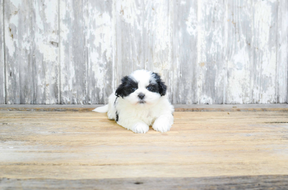 Teddy Bear Pup Being Cute