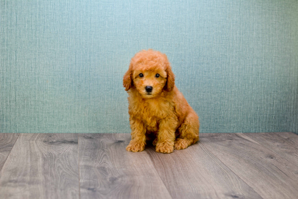 Hypoallergenic Cavoodle Poodle Mix Puppy