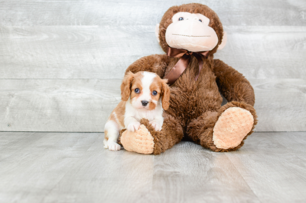 Funny Cavalier King Charles Spaniel Baby