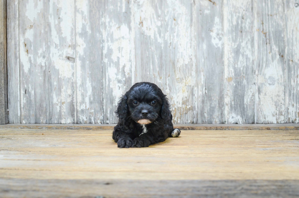 Friendly Cavapoo Baby