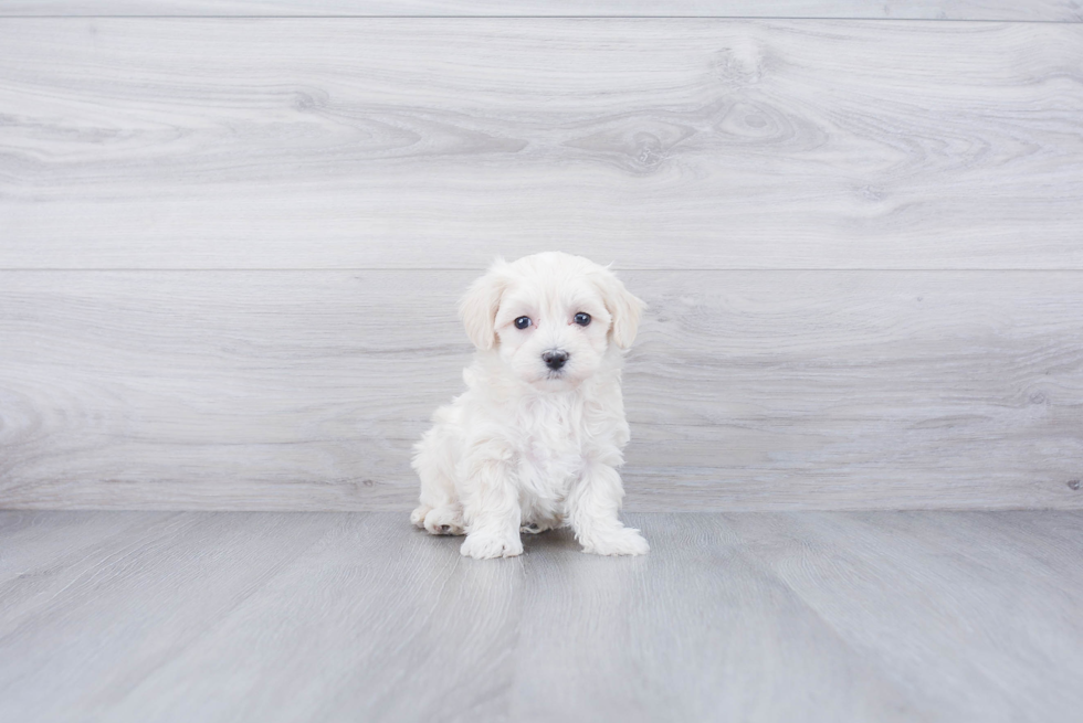 Sweet Maltipoo Baby