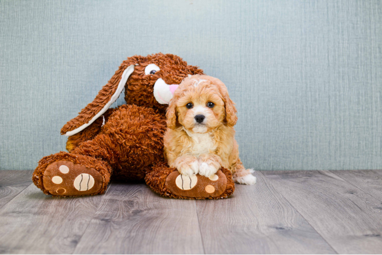 Best Cavapoo Baby