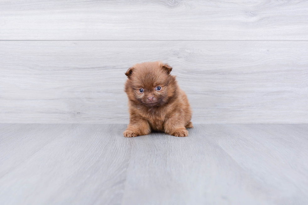 Pomeranian Pup Being Cute