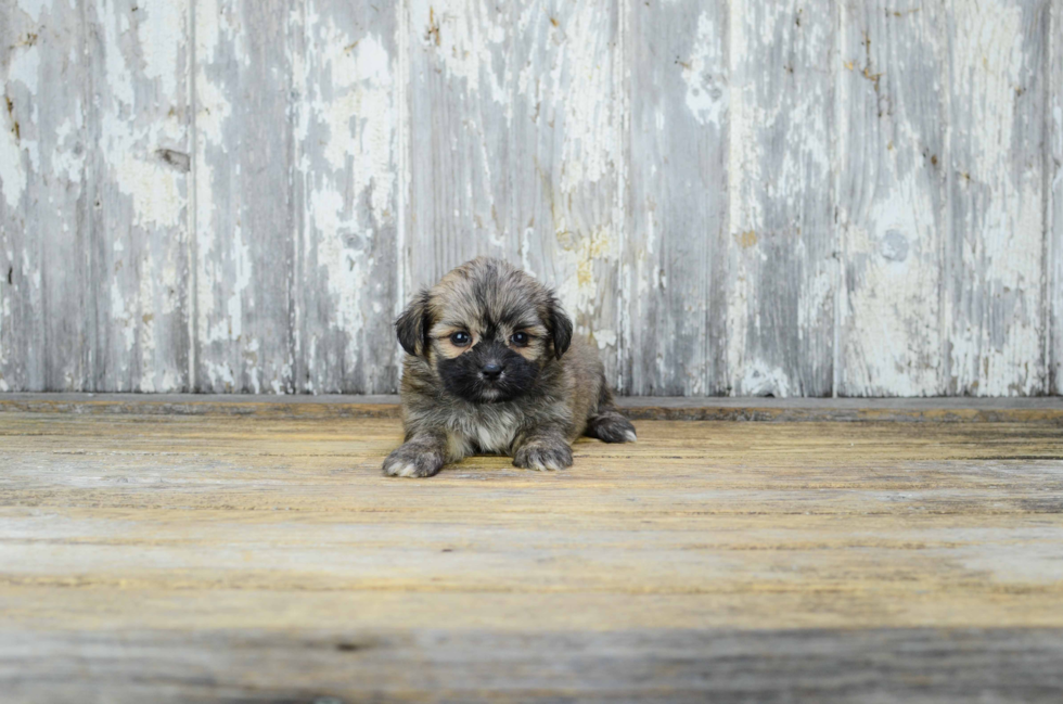 Adorable Yorkie Designer Puppy