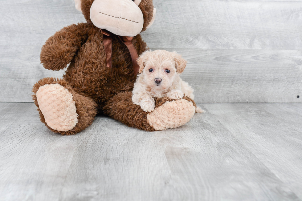 Funny Maltipoo Poodle Mix Pup