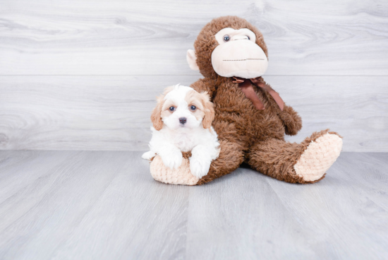 Petite Cavachon Designer Pup