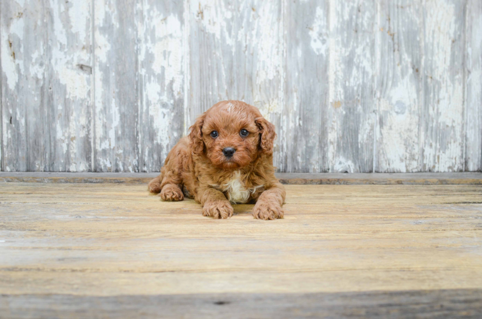 Cavapoo Pup Being Cute