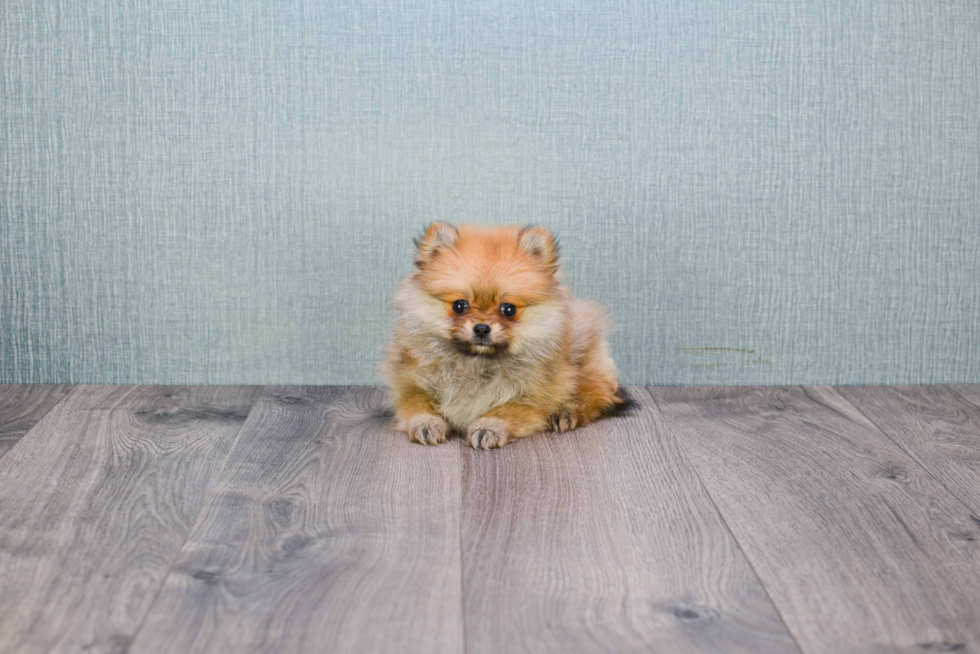 Playful Pomeranian Purebred Pup