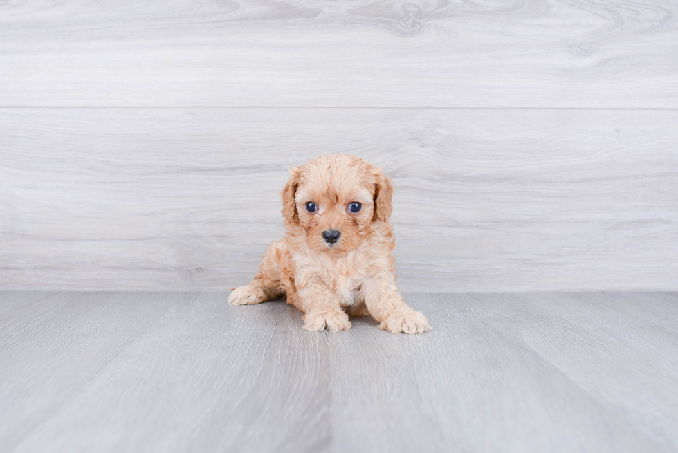 Cavapoo Pup Being Cute