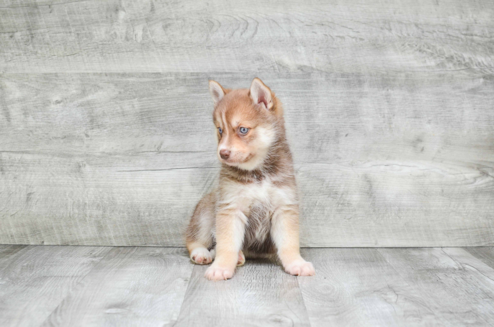 Pomsky Puppy for Adoption