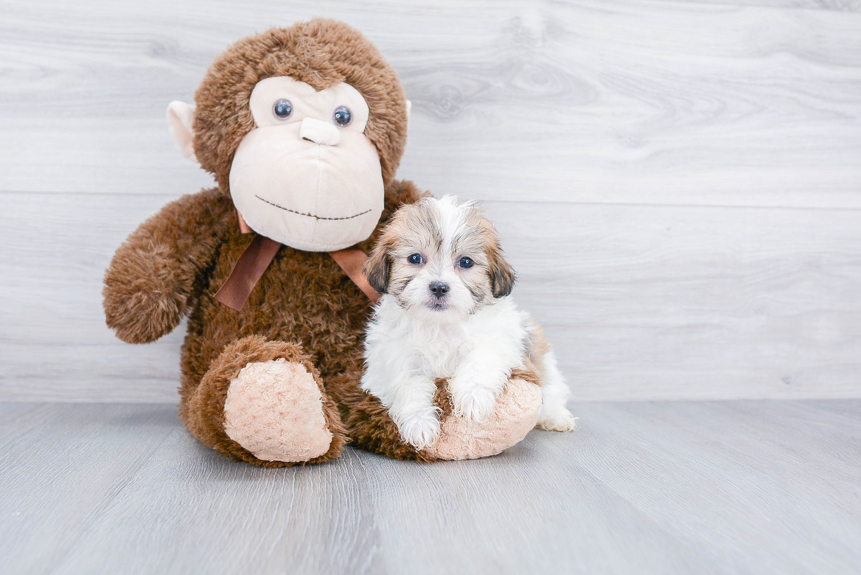 Friendly Teddy Bear Baby