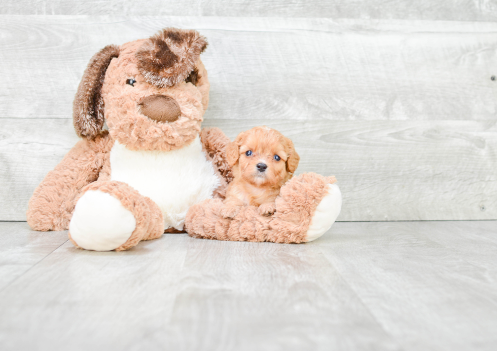 Petite Cavapoo Poodle Mix Pup