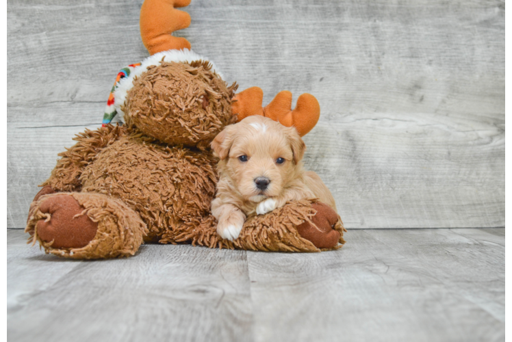 Maltipoo Pup Being Cute