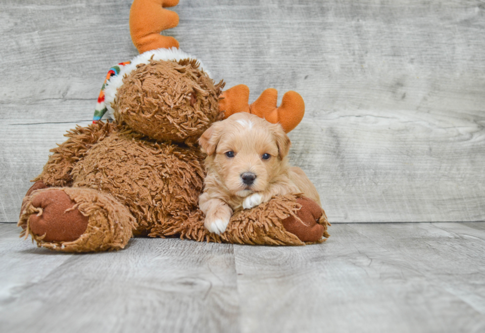 Maltipoo Pup Being Cute