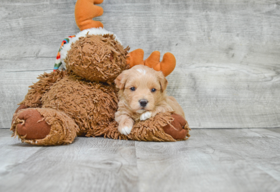 Maltipoo Pup Being Cute