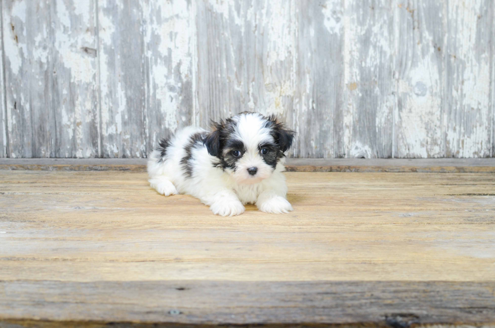 Sweet Teddy Bear Baby