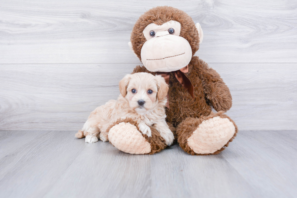 Maltipoo Puppy for Adoption