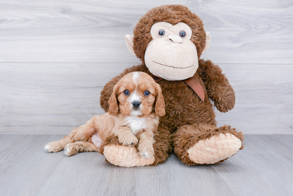 Cute Cavalier King Charles Spaniel Purebred Puppy