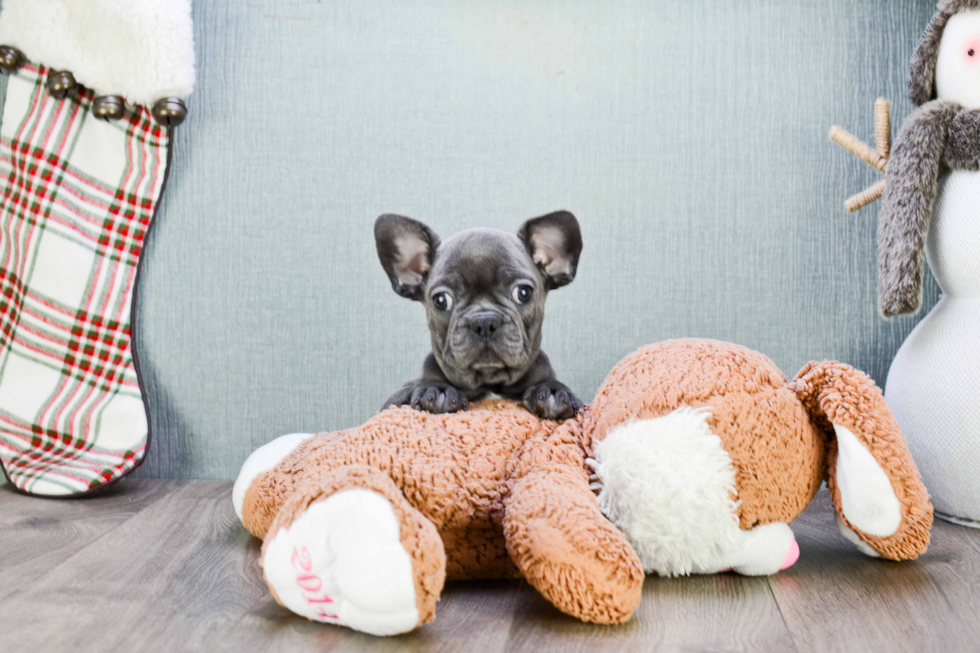 Small French Bulldog Baby