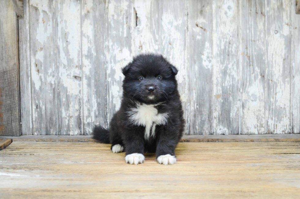 Energetic Mini Husky Designer Puppy