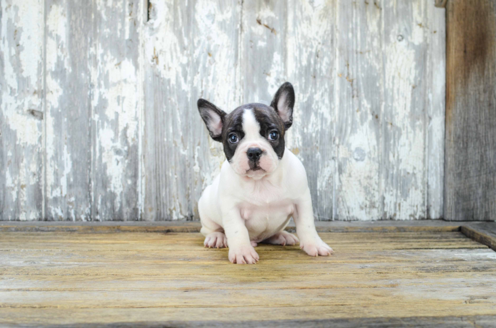 French Bulldog Pup Being Cute