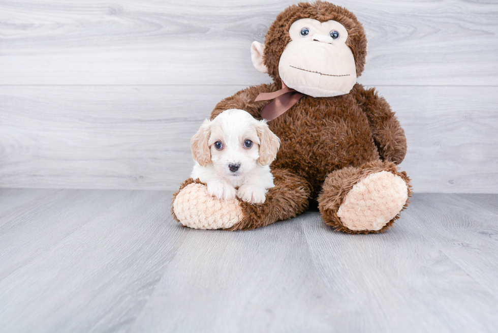 Cavachon Pup Being Cute