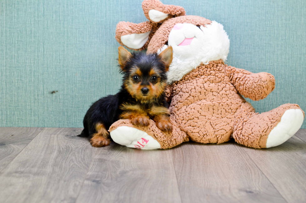 Meet Steph - our Yorkshire Terrier Puppy Photo 