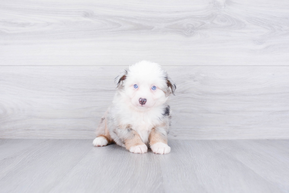 Adorable Aussiepoo Poodle Mix Puppy