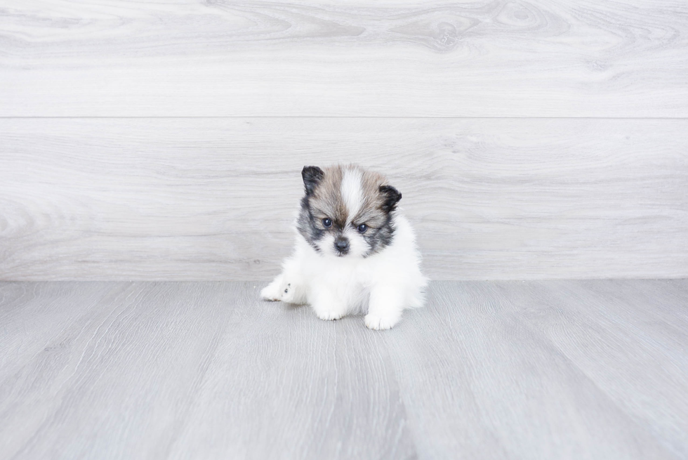 Pomeranian Puppy for Adoption