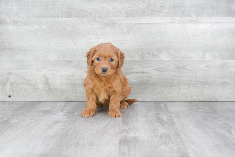 Mini Goldendoodle Puppy for Adoption