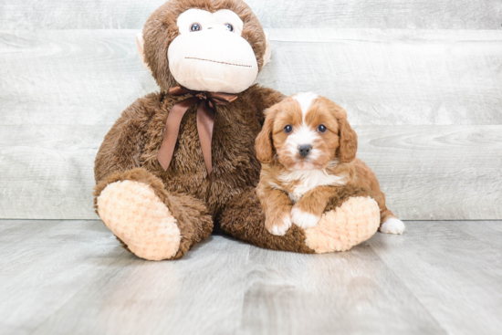 Fluffy Cavapoo Poodle Mix Pup