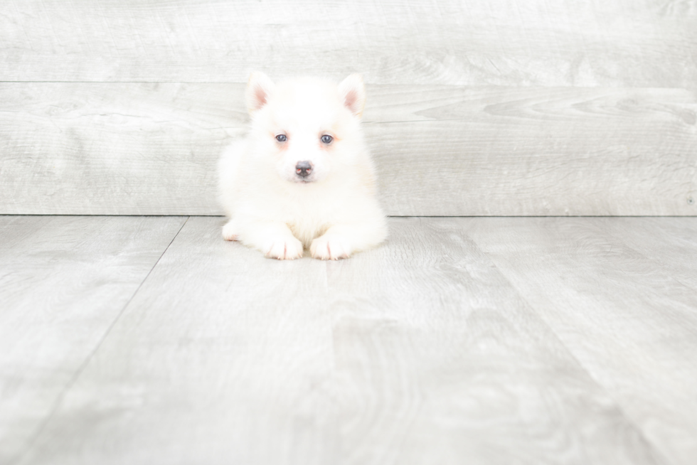 Pomsky Pup Being Cute