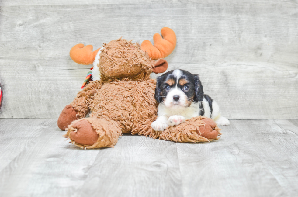 Cavalier King Charles Spaniel Puppy for Adoption