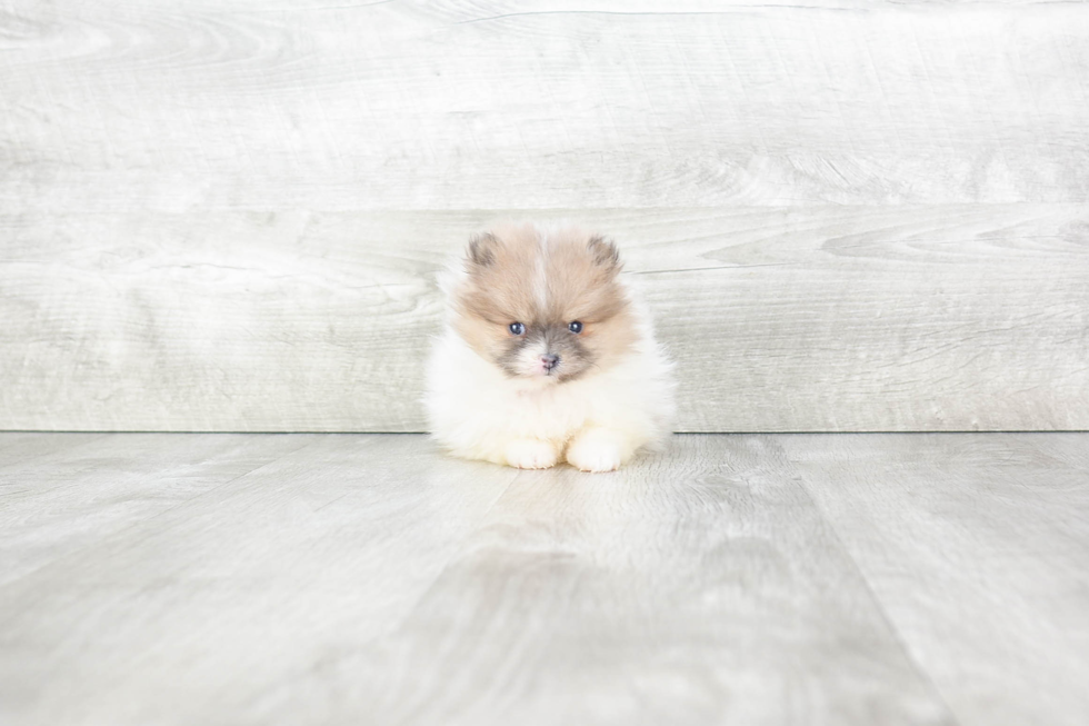 Funny Pomeranian Baby