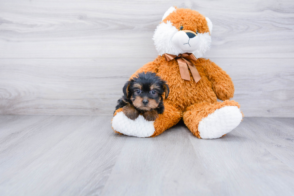 Meet Bella - our Yorkshire Terrier Puppy Photo 