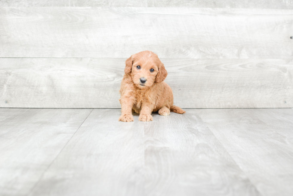 Playful Golden Retriever Poodle Mix Puppy