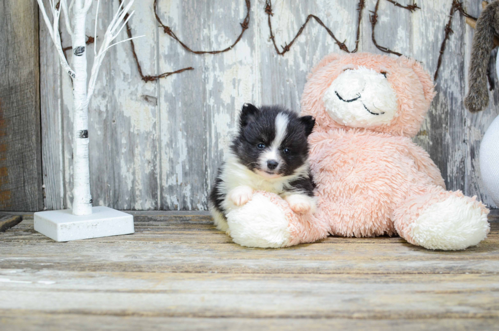 Pomeranian Puppy for Adoption