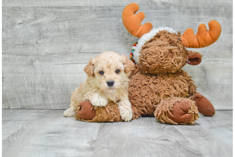 Best Maltipoo Baby