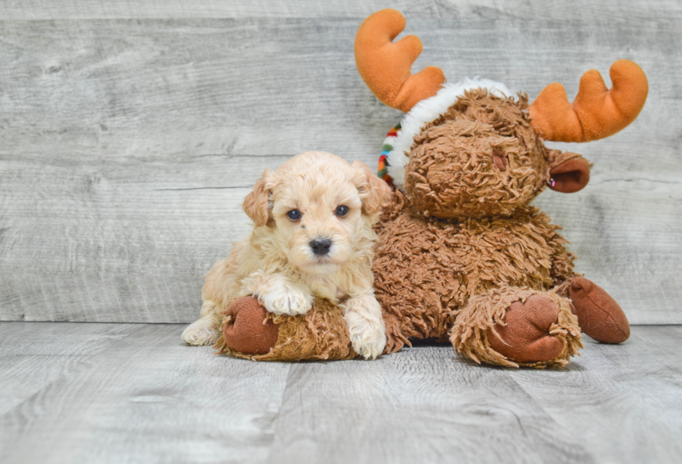 Best Maltipoo Baby