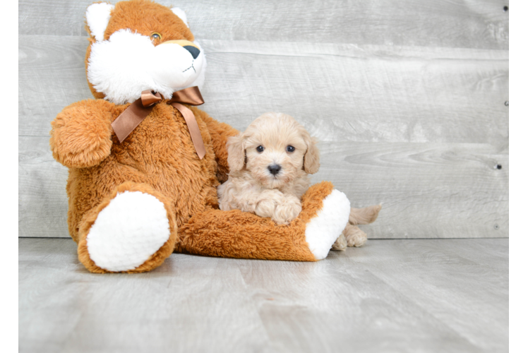 Best Cavapoo Baby