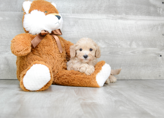 Best Cavapoo Baby