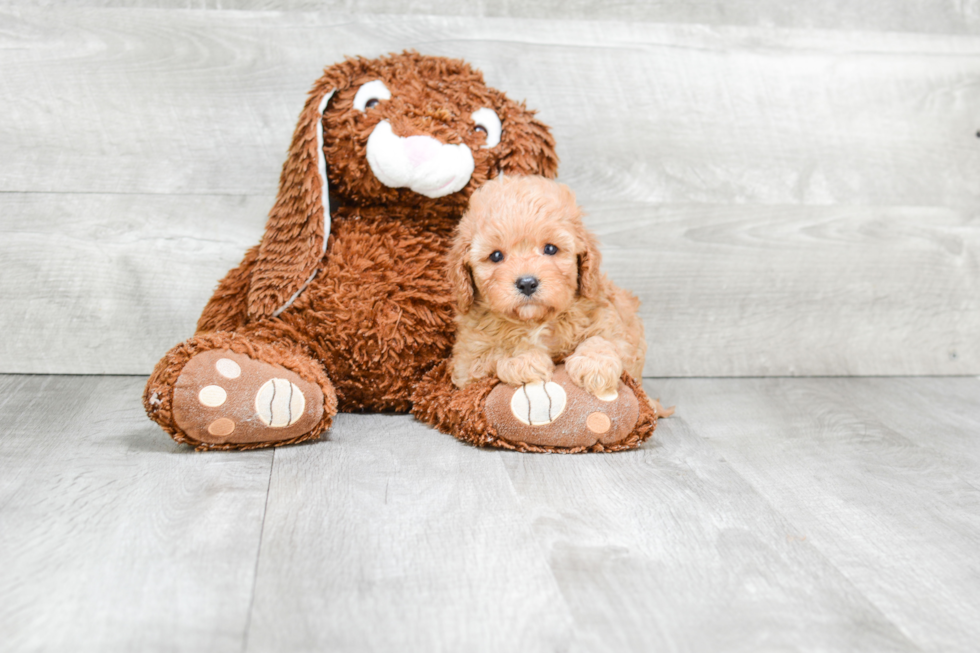 Playful Cavoodle Poodle Mix Puppy