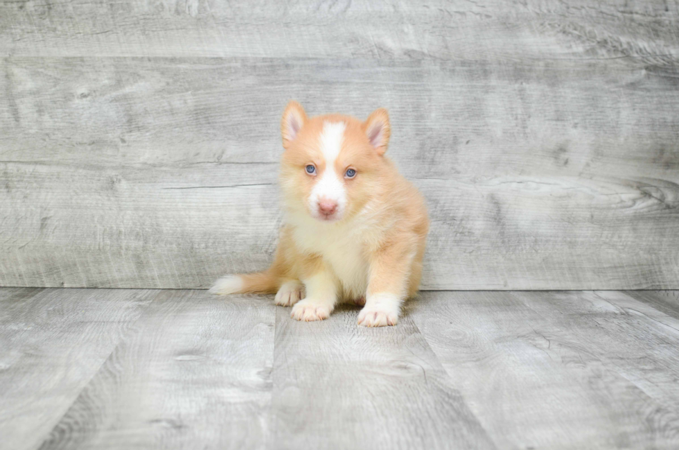 Pomsky Puppy for Adoption