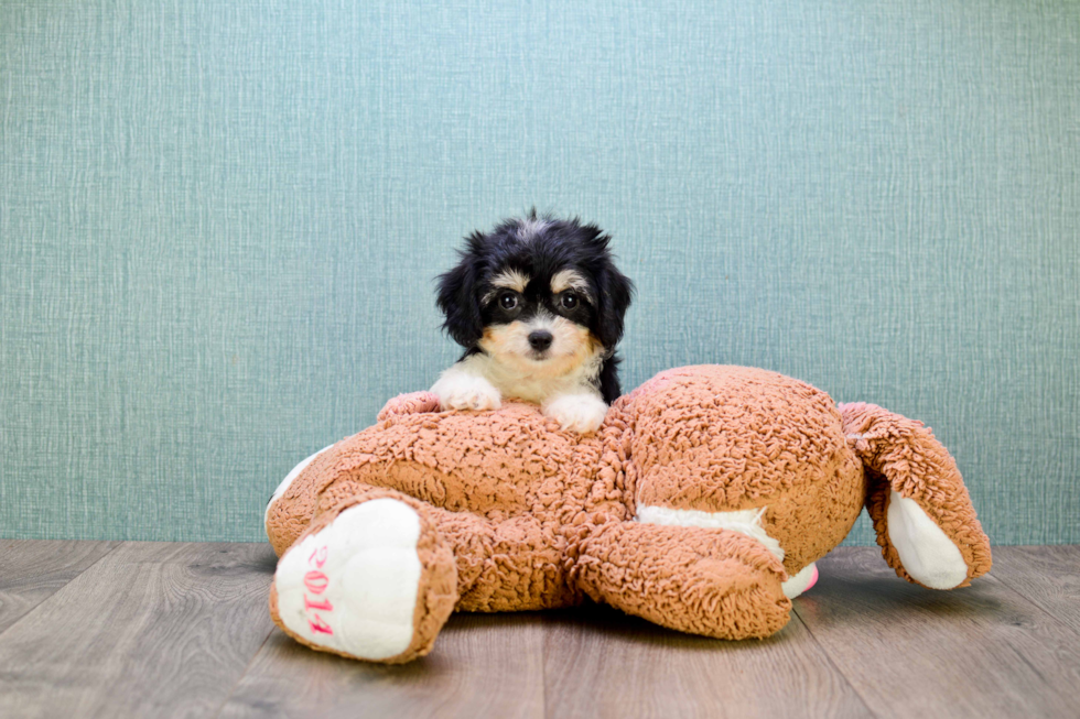 Cavachon Puppy for Adoption