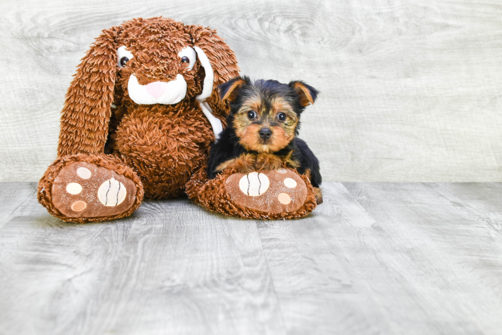 Meet Lisa - our Yorkshire Terrier Puppy Photo 