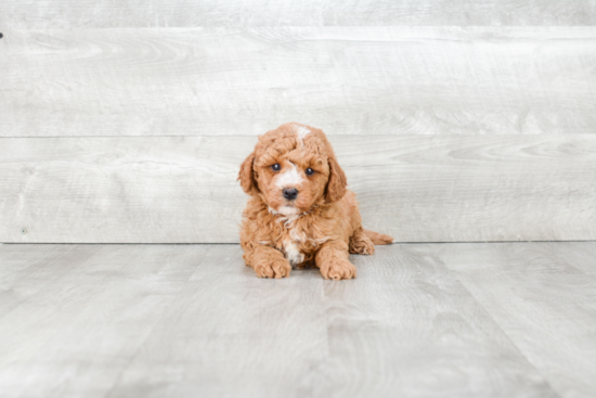 Cavapoo Puppy for Adoption