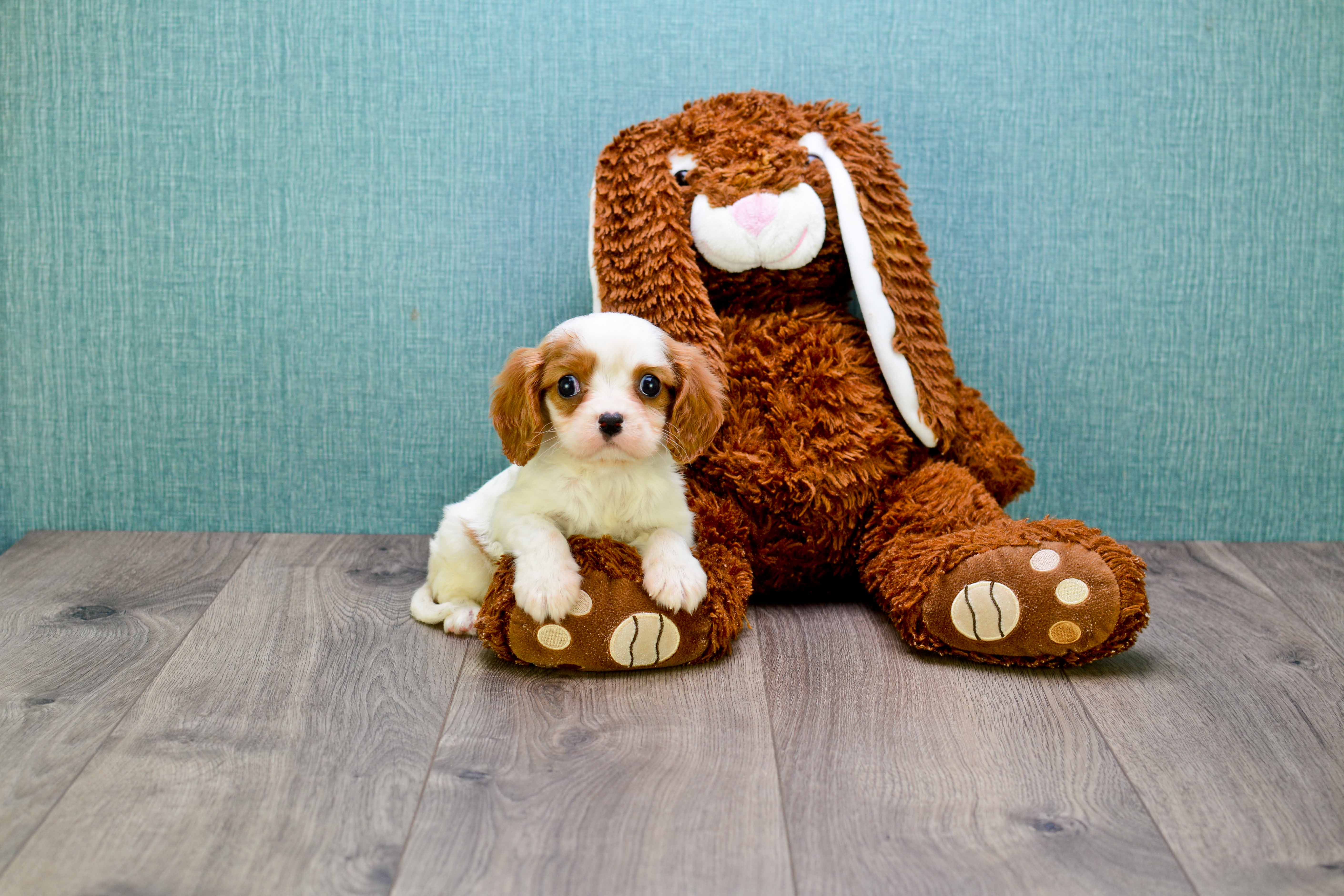 Cavalier King Charles Spaniel Pup Being Cute