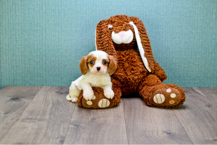 Cavalier King Charles Spaniel Pup Being Cute