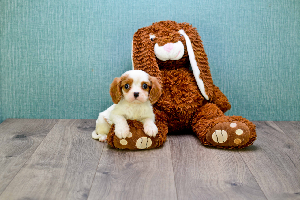 Cavalier King Charles Spaniel Pup Being Cute